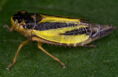Wiesen-Schmuckzikade (Evacanthus interruptus ) - © Gernot Kunz